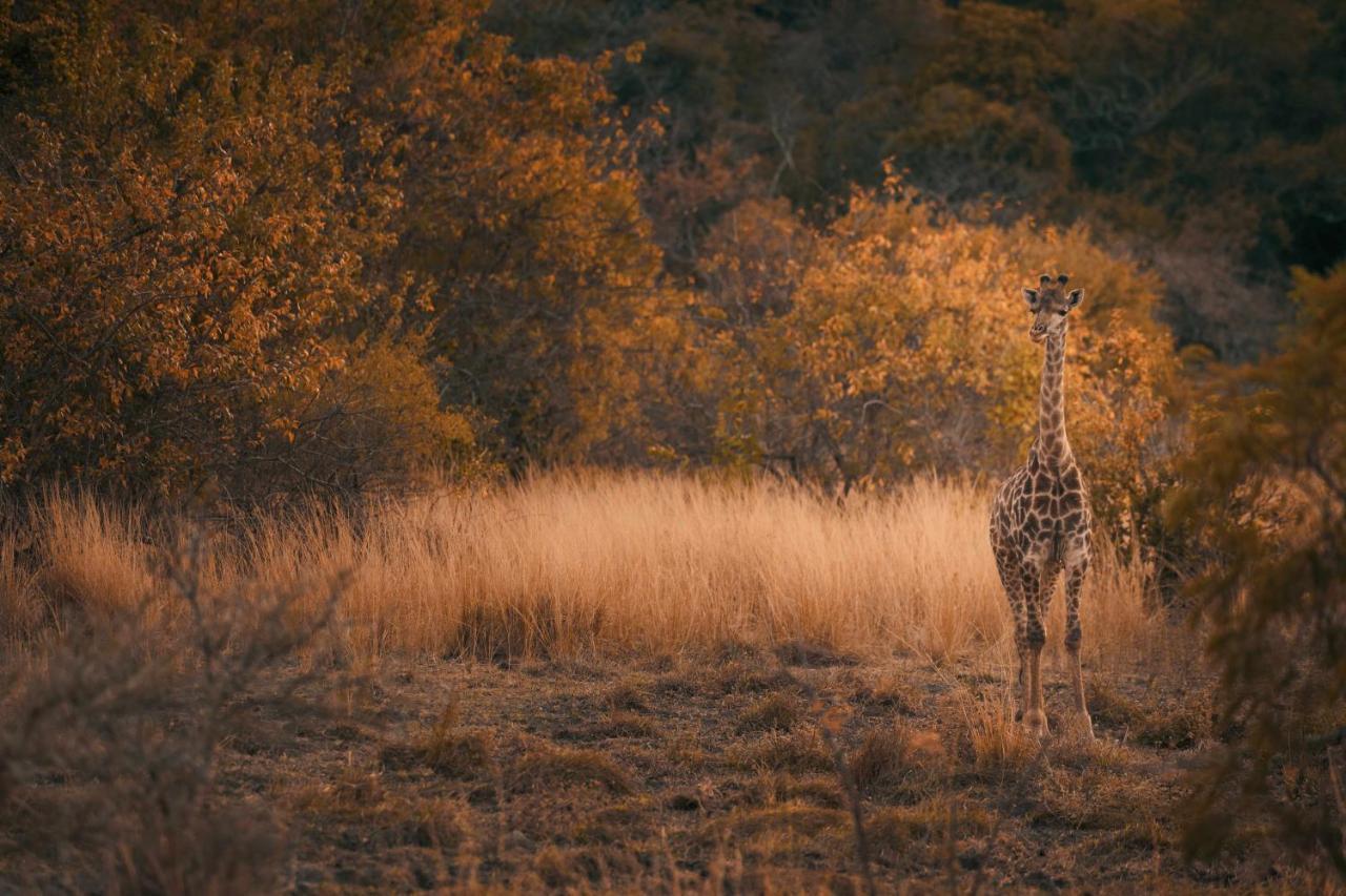 Leshiba Wilderness Villa Louis Trichardt Kültér fotó