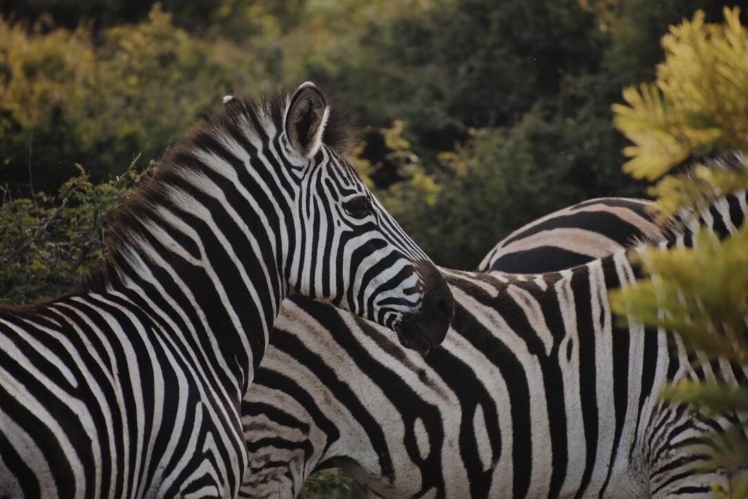 Leshiba Wilderness Villa Louis Trichardt Kültér fotó