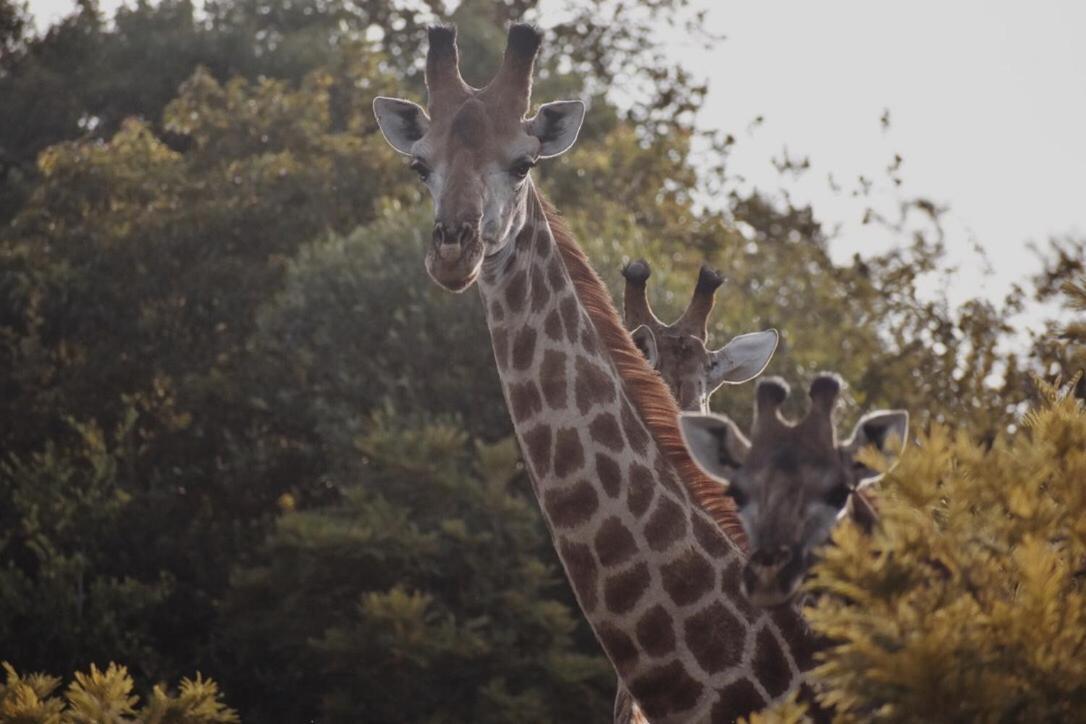 Leshiba Wilderness Villa Louis Trichardt Kültér fotó