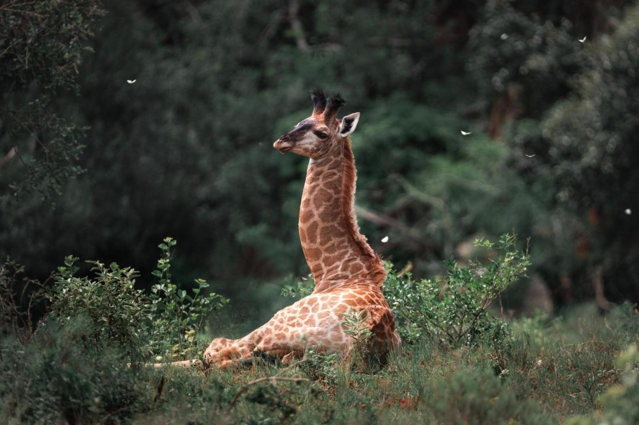 Leshiba Wilderness Villa Louis Trichardt Kültér fotó